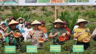 Danrem 042/Gapu dan Kapolda Jambi Panen Cabai Bareng Forkopimda Tebo